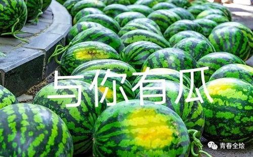 二饼康县网红吃瓜,揭秘当地美食背后的故事