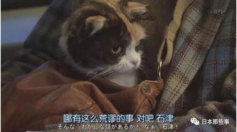 日本猫咪电影,日本猫咪电影的奇幻之旅